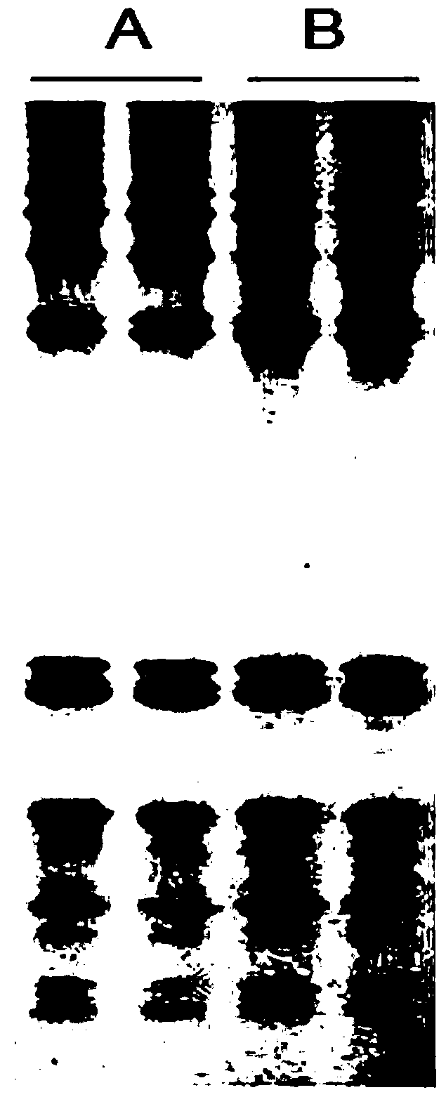 A method for separating wheat high and low molecular weight glutenin subunit sds-page