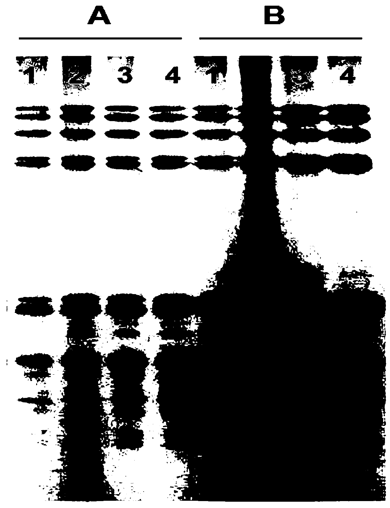 A method for separating wheat high and low molecular weight glutenin subunit sds-page