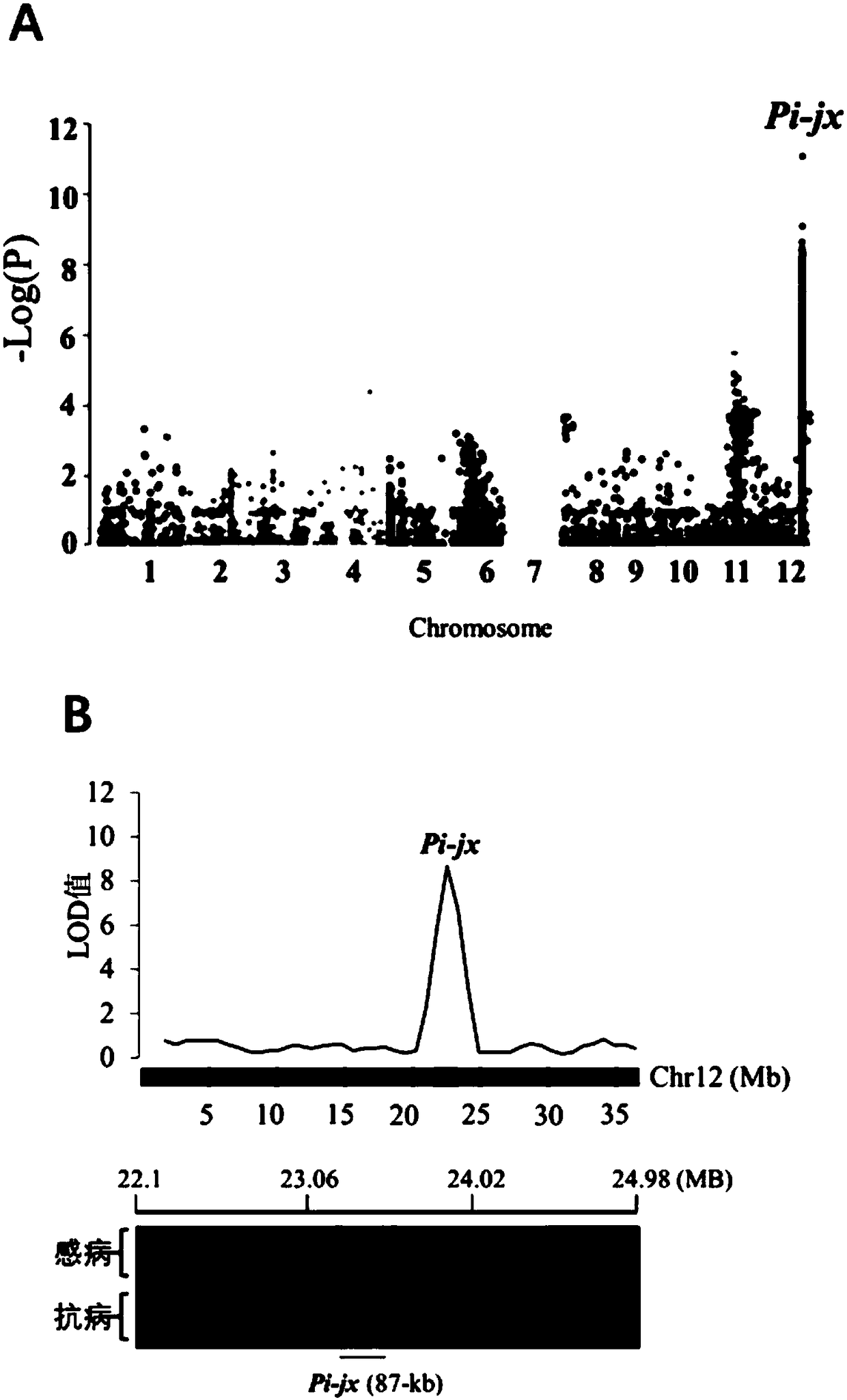 Rice blast-resistant locus Pi-jx and Indel marker primers and breeding application thereof