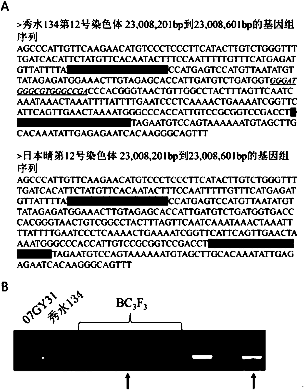 Rice blast-resistant locus Pi-jx and Indel marker primers and breeding application thereof