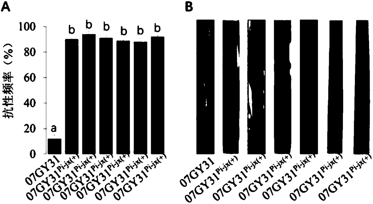 Rice blast-resistant locus Pi-jx and Indel marker primers and breeding application thereof