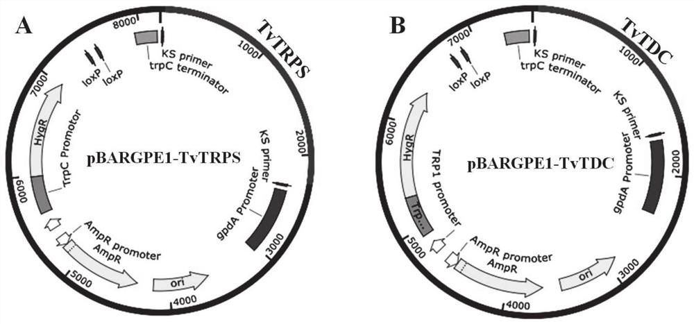 High-yield iaa trichoderma viride engineering strain and its construction method and application