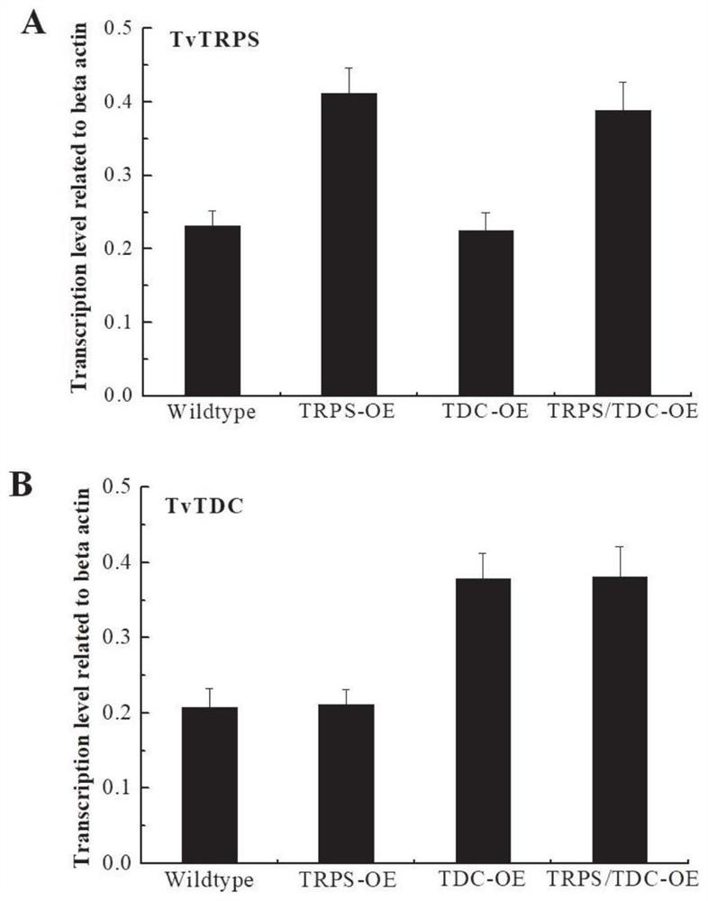 High-yield iaa trichoderma viride engineering strain and its construction method and application