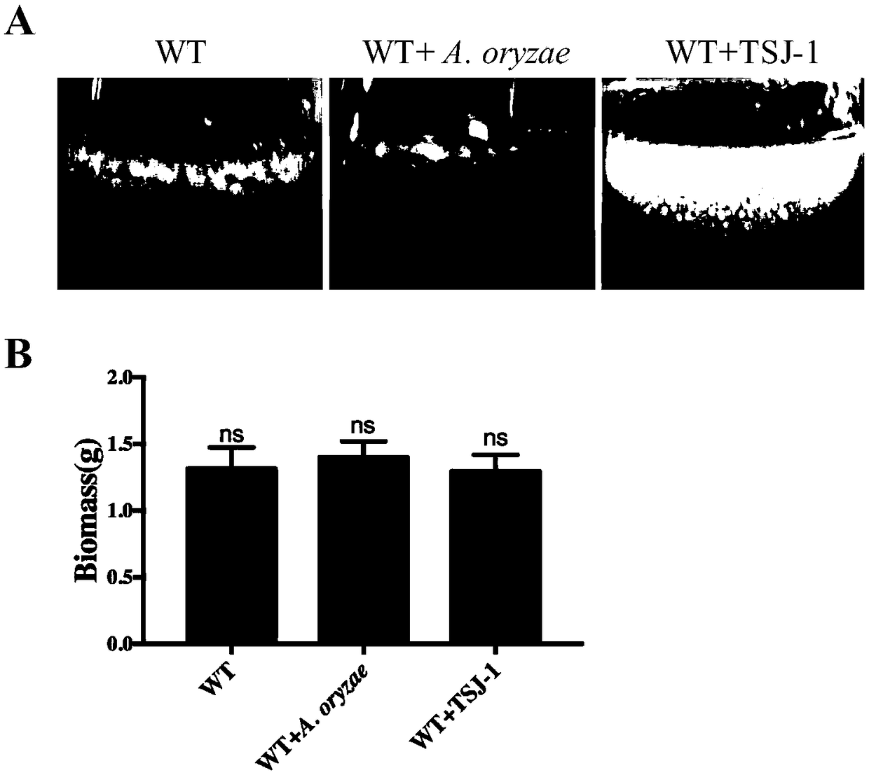 Biological control method for toxicogenic aspergillus flavus