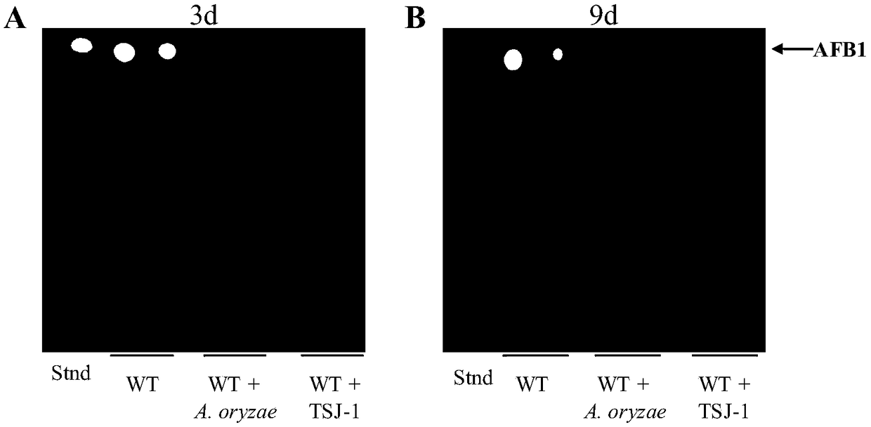 Biological control method for toxicogenic aspergillus flavus