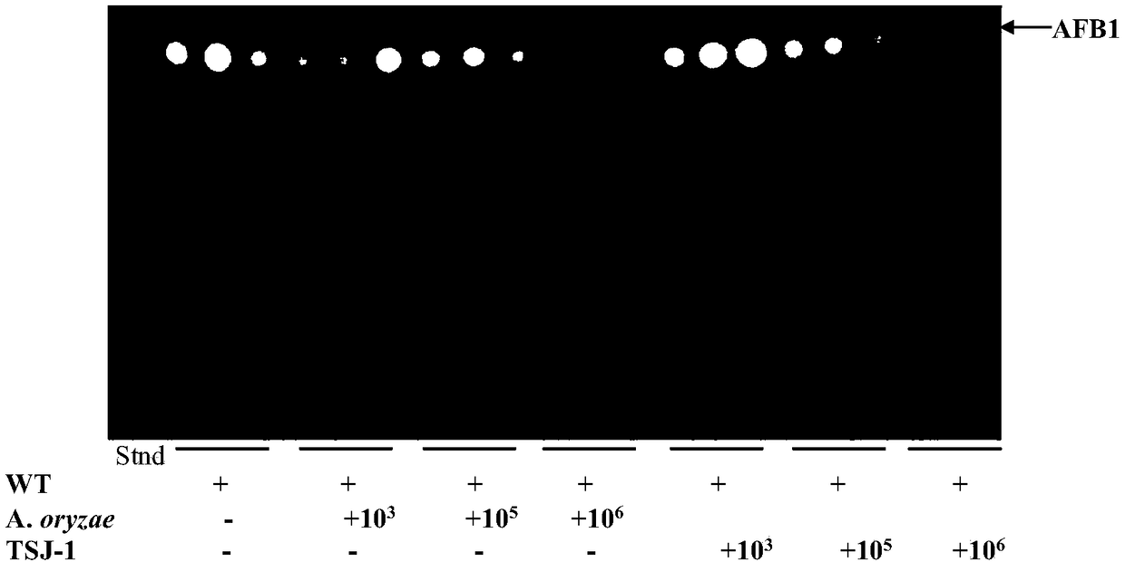 Biological control method for toxicogenic aspergillus flavus