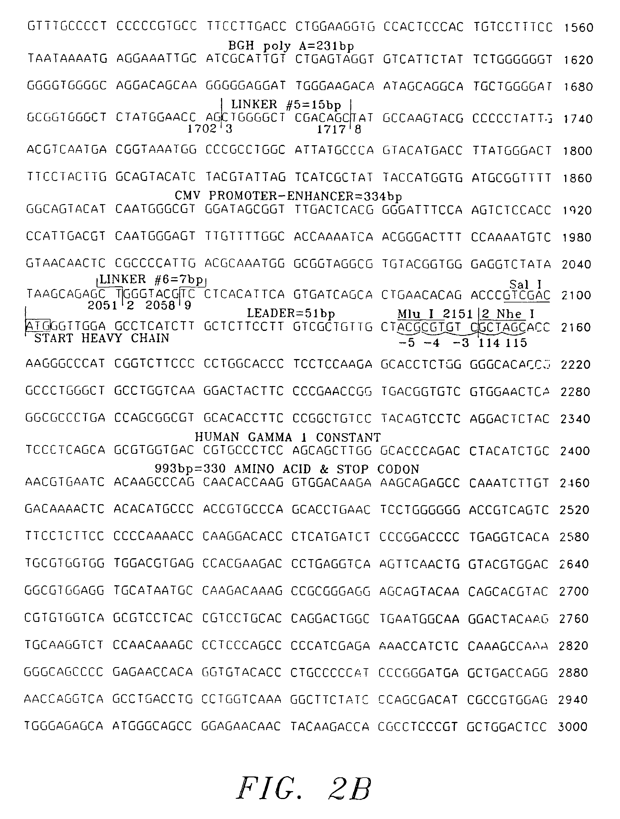 Expression and use of anti-CD20 Antibodies