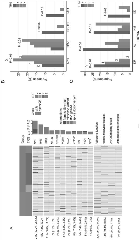 Molecular marker related to rectal cancer and application thereof