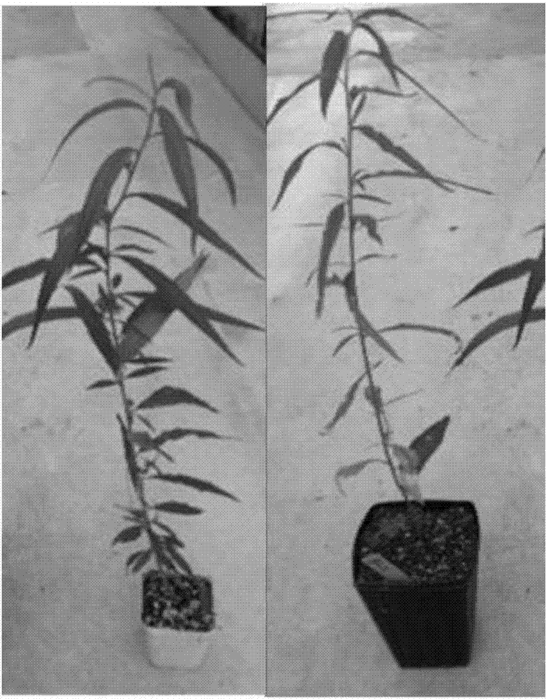 Method for field planting of peach tree embryo culture seedlings in same year