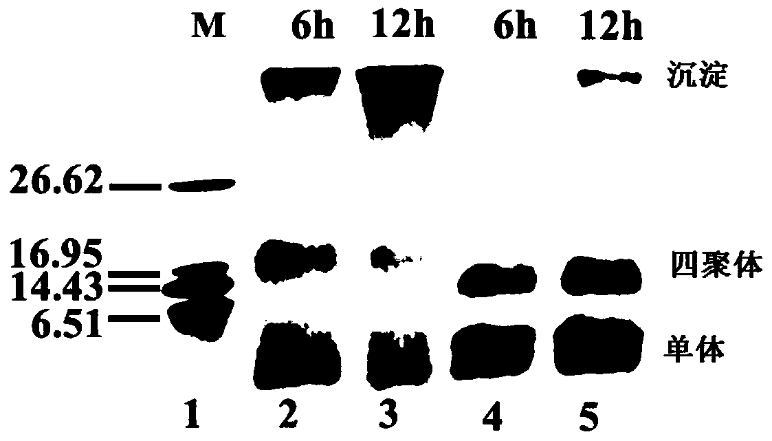 Synthesis method and application of a multi-target Aβ oligomerization inhibitor