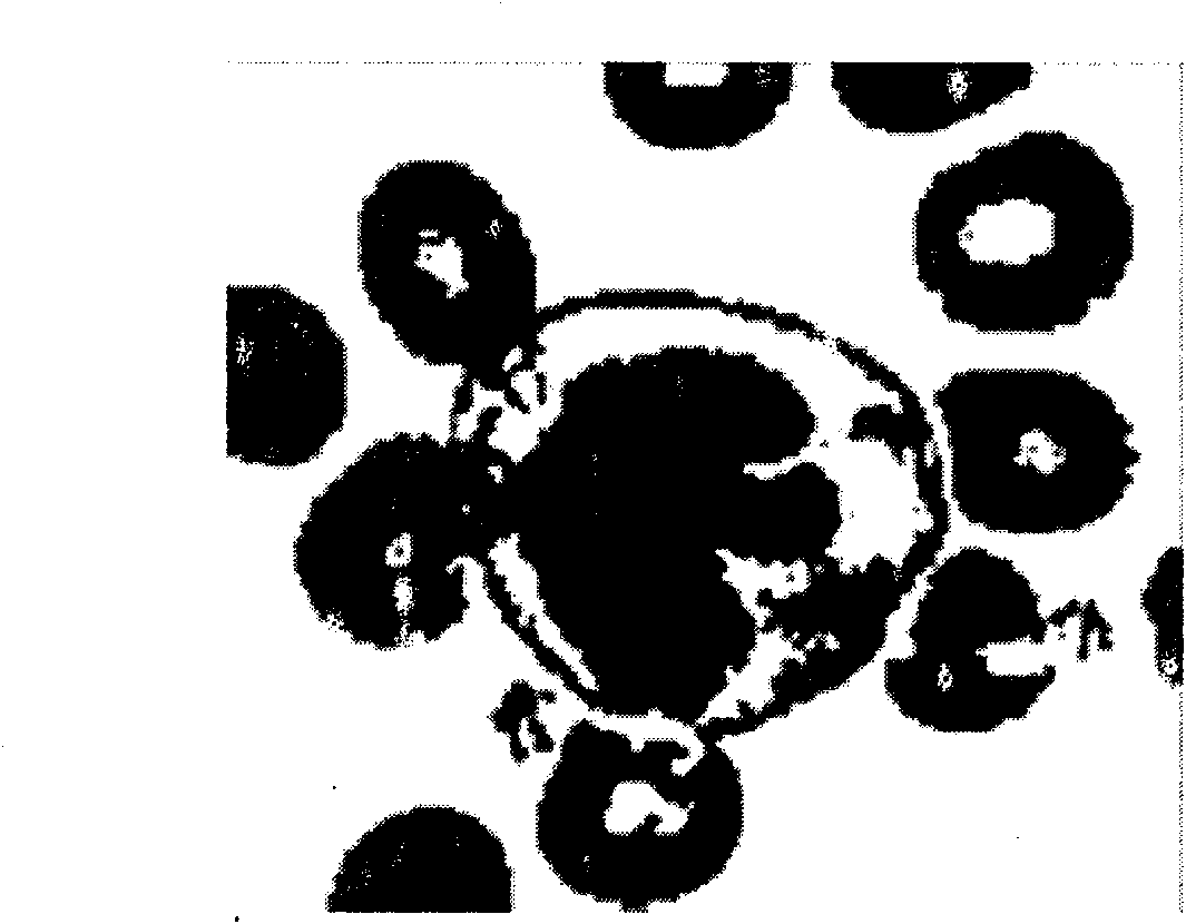 Segmentation method of cell nucleolus and cell membrane based on mixed contour model