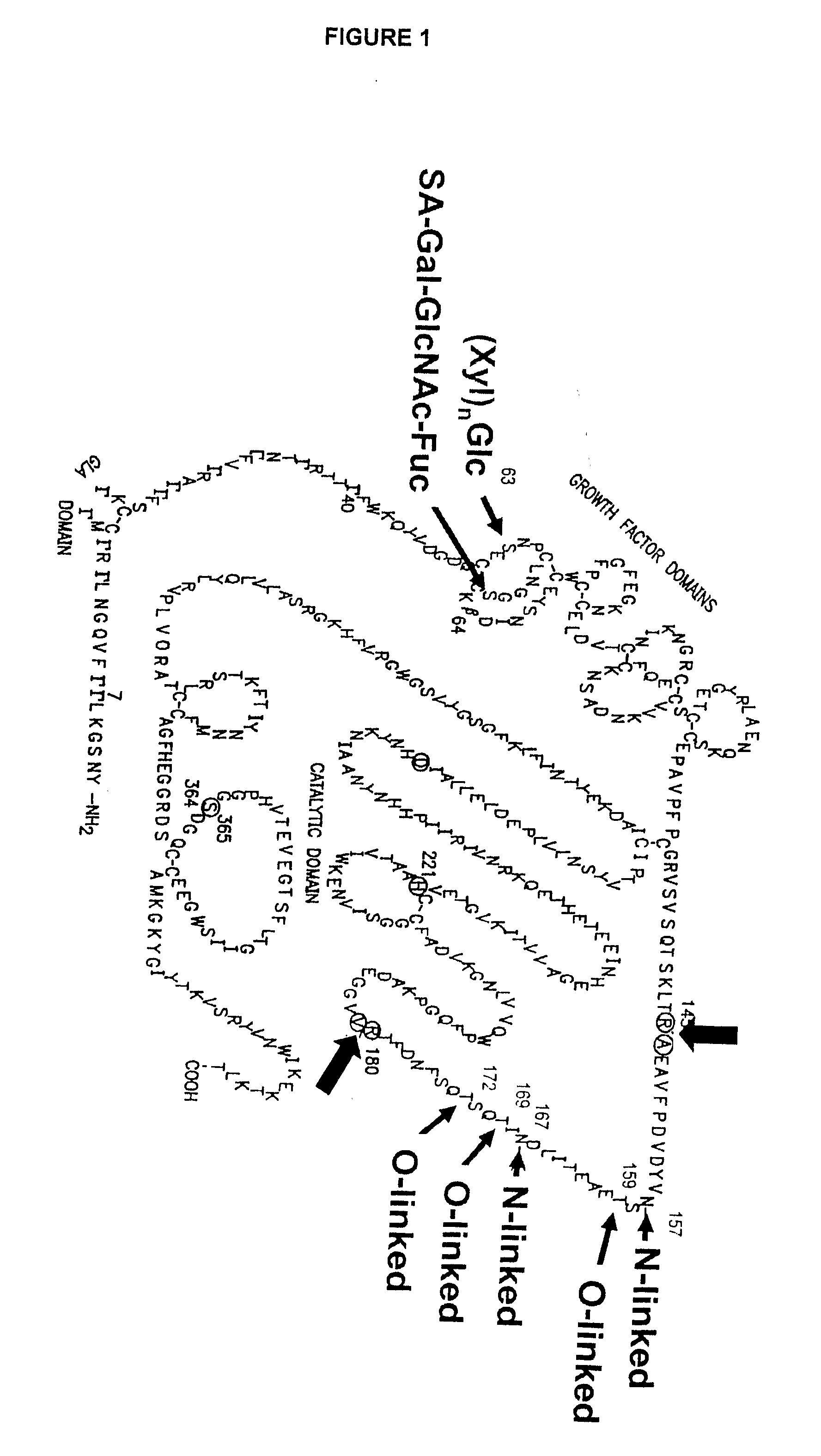 Glycopegylated Factor Ix