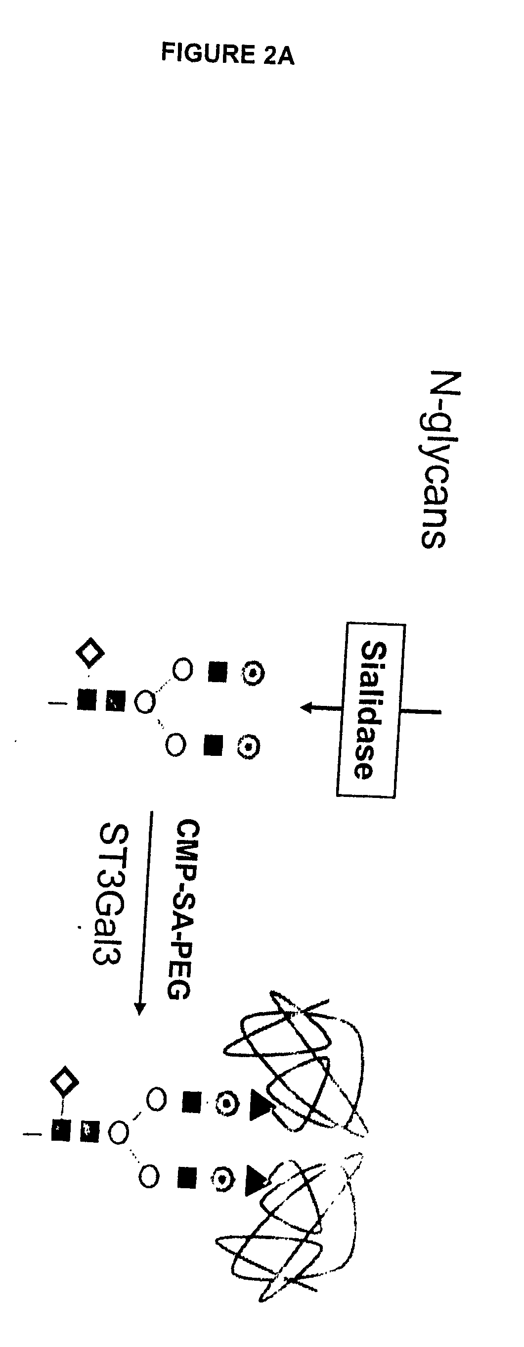 Glycopegylated Factor Ix