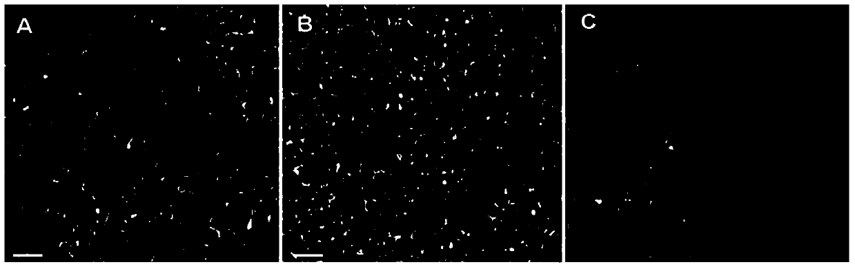 Method for separating, freezing and resuscitating human fetal hepatocytes susceptible to hepatitis B virus and application of method