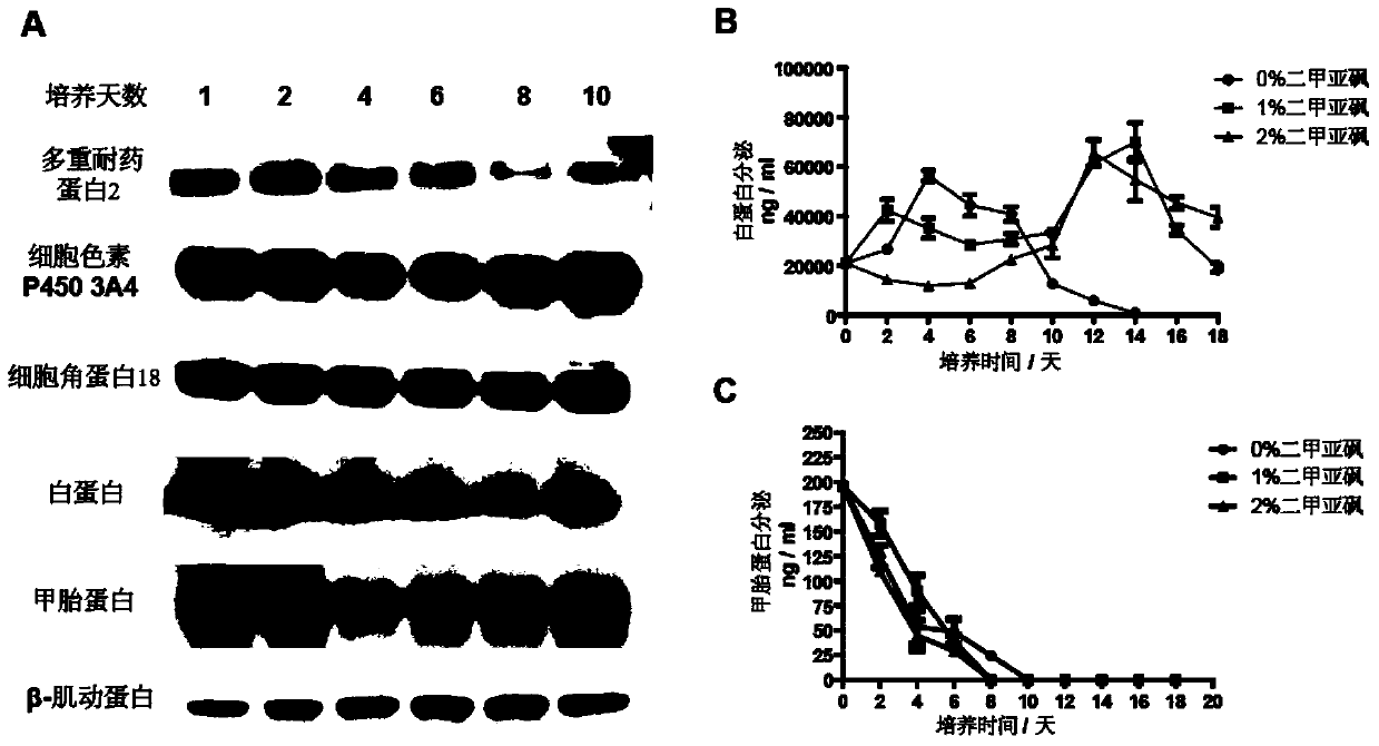 Method for separating, freezing and resuscitating human fetal hepatocytes susceptible to hepatitis B virus and application of method