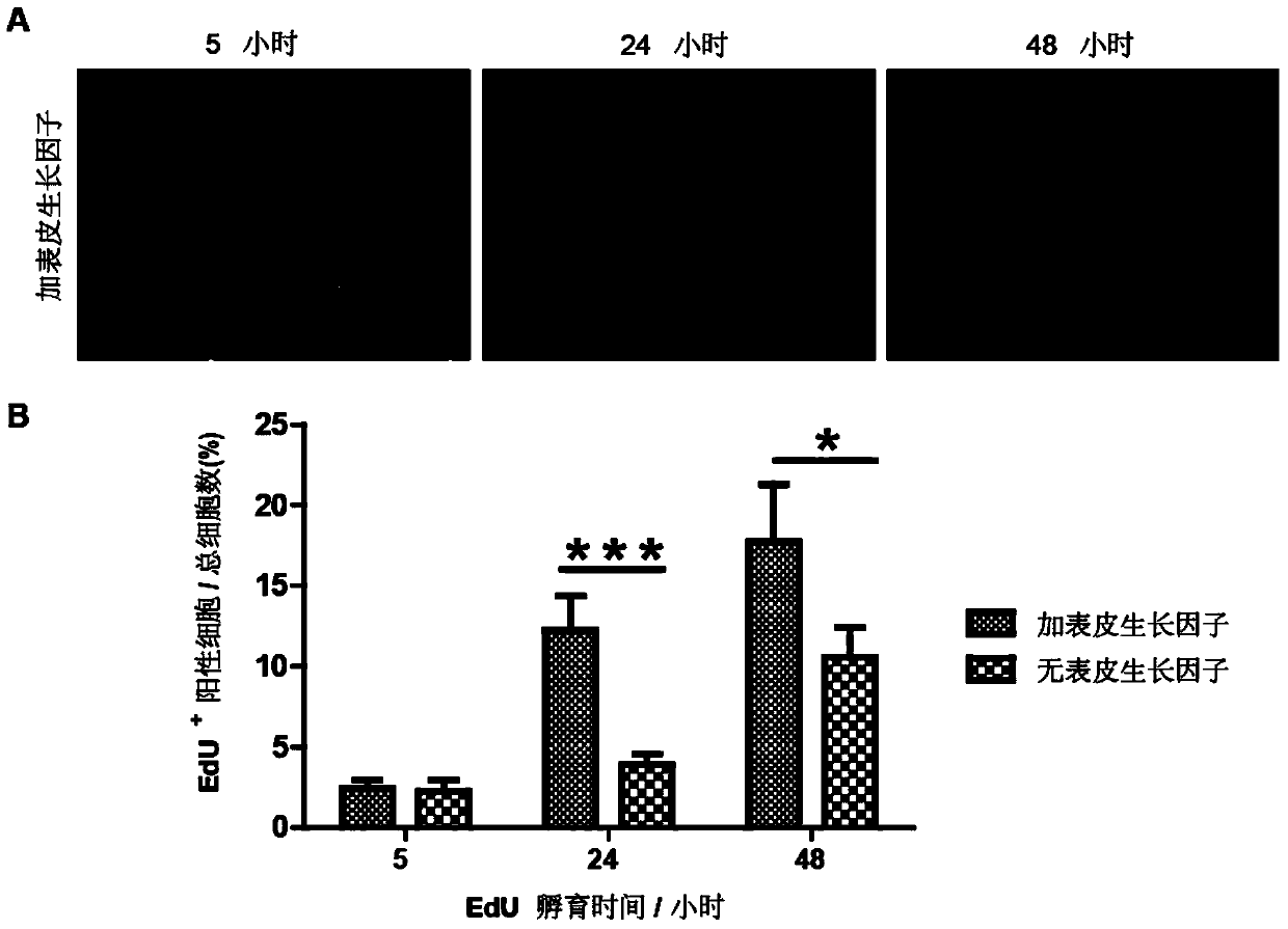 Method for separating, freezing and resuscitating human fetal hepatocytes susceptible to hepatitis B virus and application of method