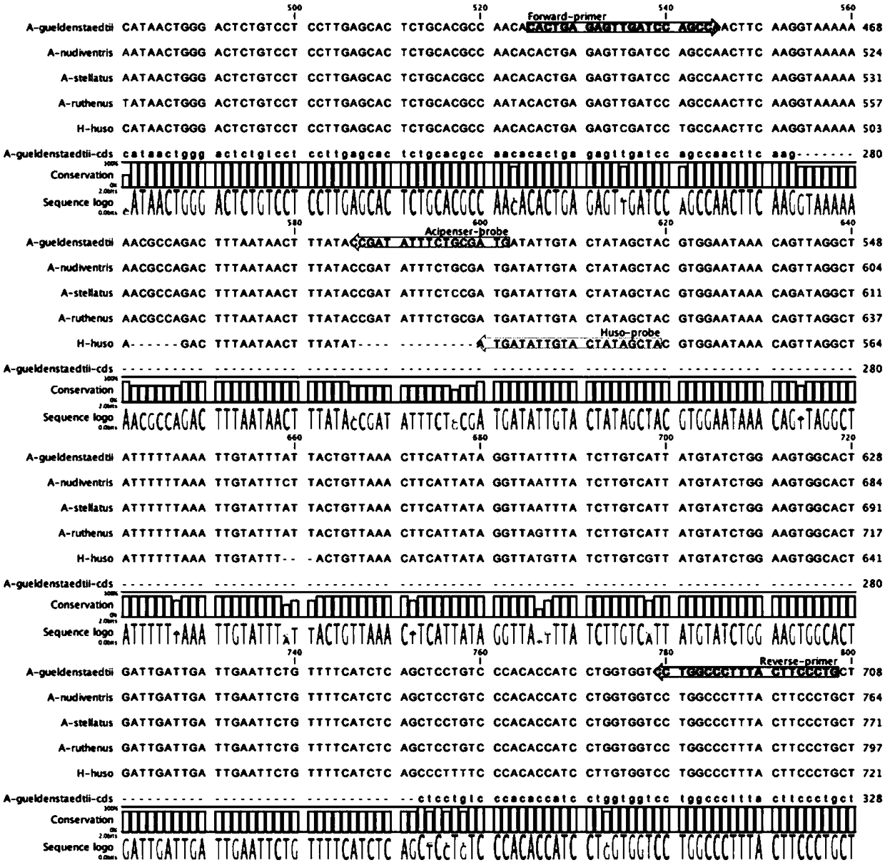 Biological sensing detection method used for Huso huso fry identification