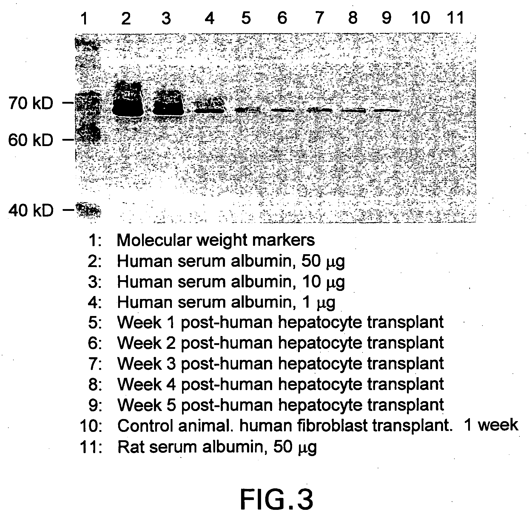 Propagation of human hepatocytes in non-human animals