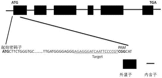 Special CAPS marker for identifying wild type or mutant paddy rice salt resistant gene OSRR22, primer, and primer applications