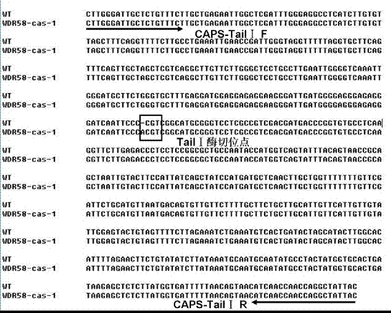 Special CAPS marker for identifying wild type or mutant paddy rice salt resistant gene OSRR22, primer, and primer applications