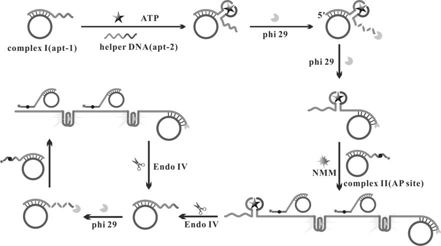 A fluorescent biosensor for detecting adenosine triphosphate and its preparation method