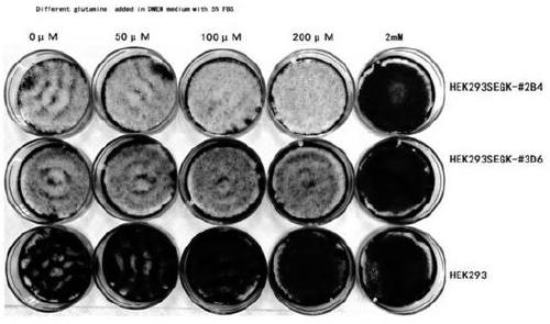 A method for screening glutamine synthetase-deficient hek293 cell line