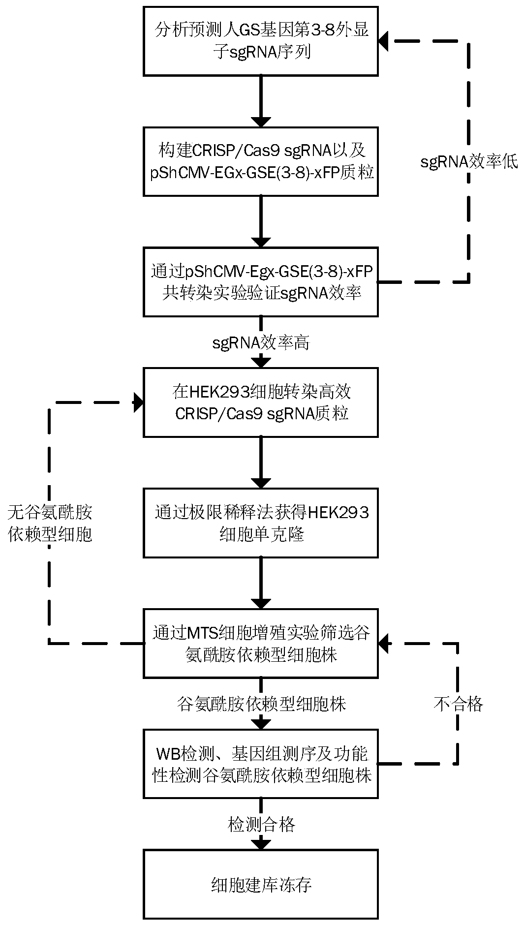 A method for screening glutamine synthetase-deficient hek293 cell line