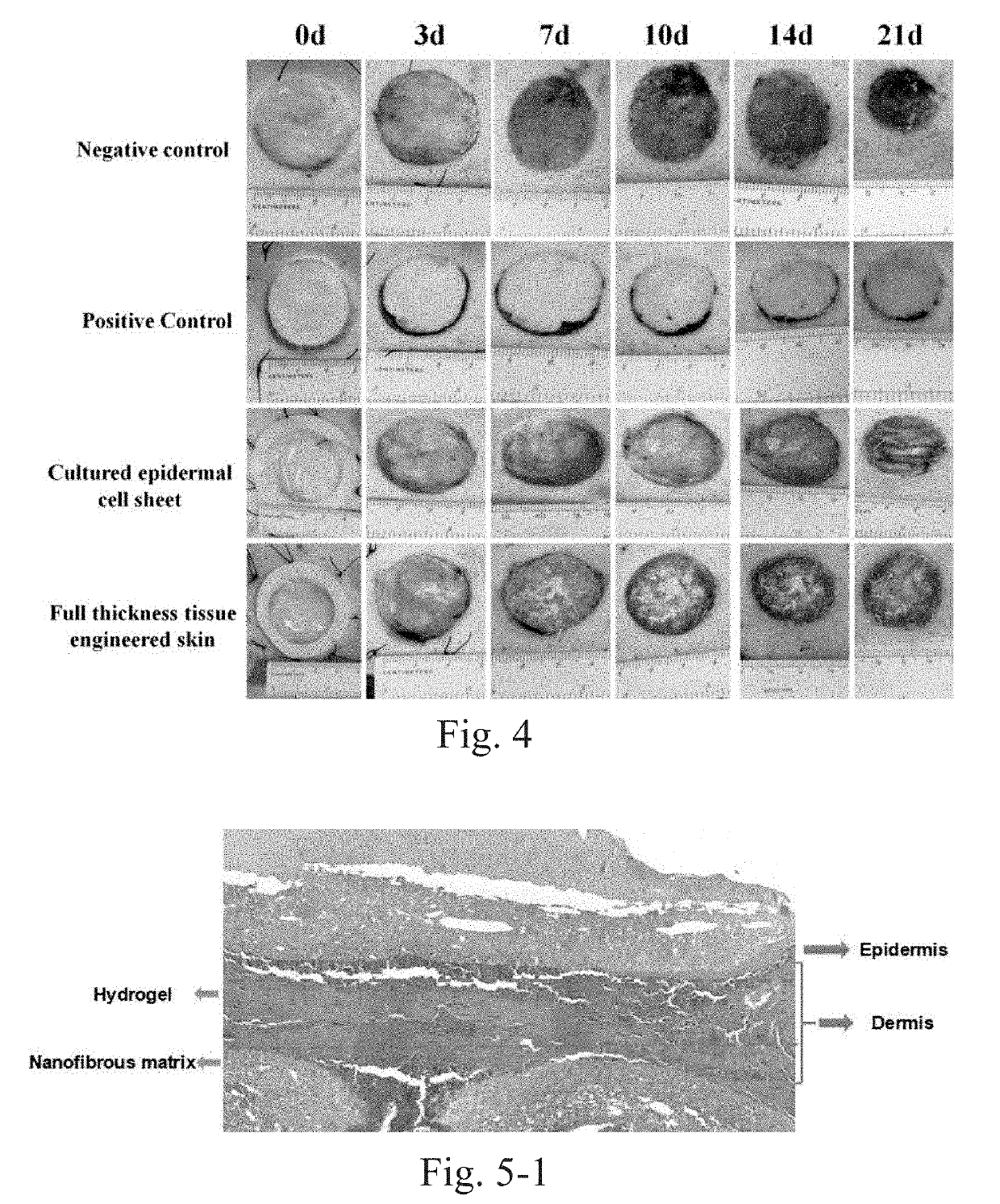 Vascularized full thickness tissue-engineered skin assembled by hydrogel, nanofibrous scaffolds and skin cell layers and preparation method thereof