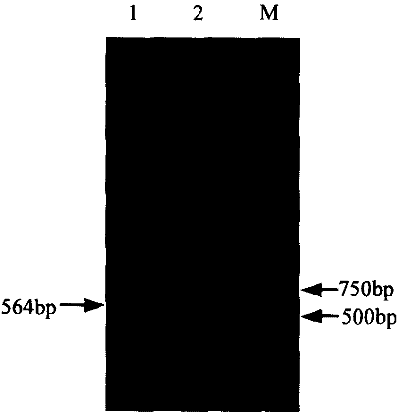 Anthracene nucleus antibiotic producing strain dnrX gene fragment, gene breaking engineering bacterium prepared from the same and application thereof