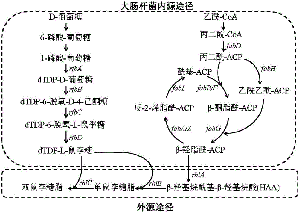 Rhamnolipid producing plasmid, construction method thereof, engineered escherichia coli and application