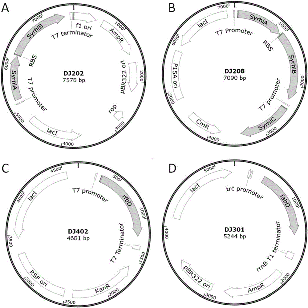 Rhamnolipid producing plasmid, construction method thereof, engineered escherichia coli and application