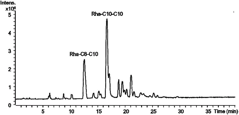 Rhamnolipid producing plasmid, construction method thereof, engineered escherichia coli and application