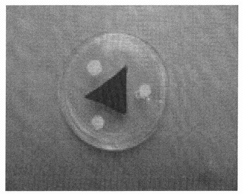 Bacillus subtilis A16, preparation method thereof and application thereof