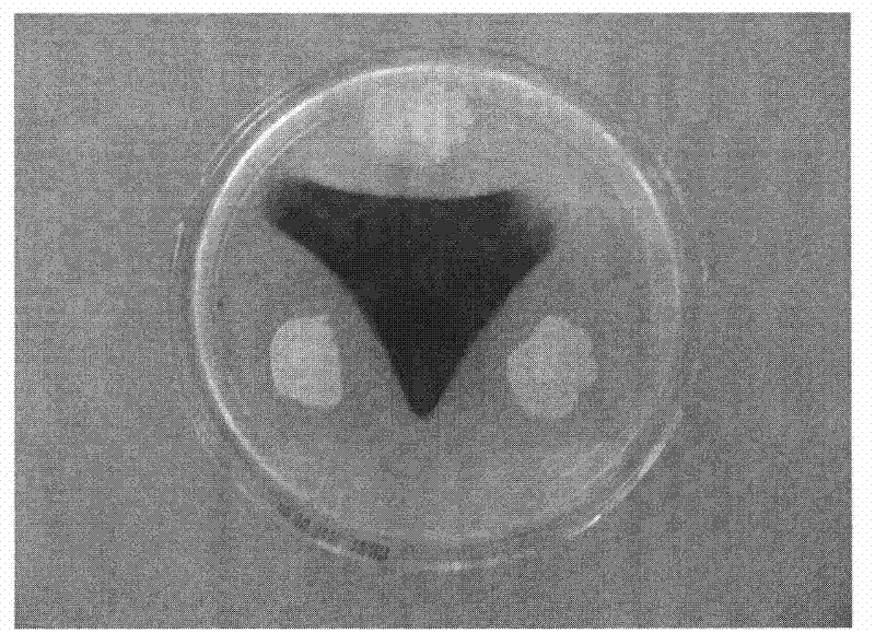 Bacillus subtilis A16, preparation method thereof and application thereof