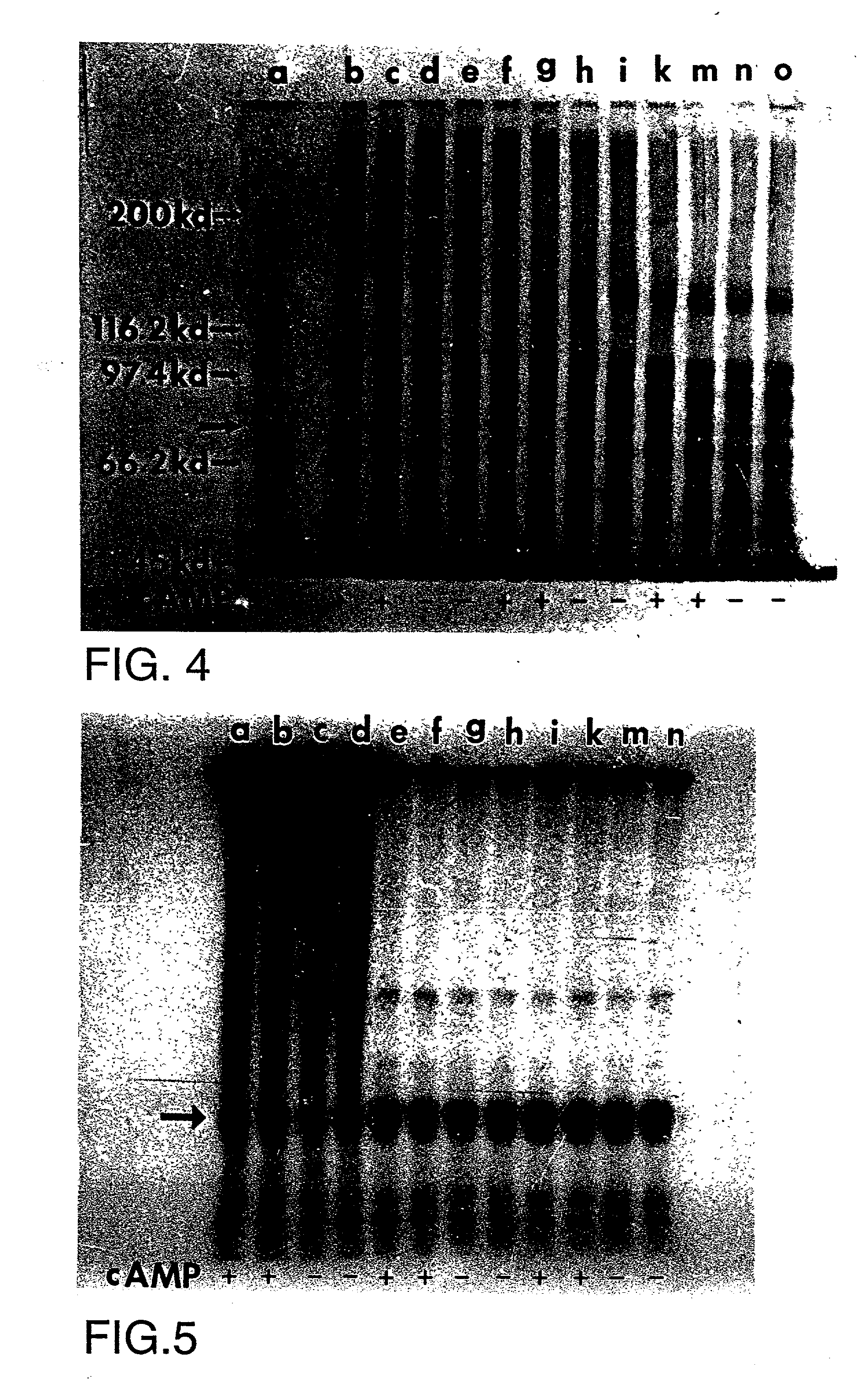 Method of determining volume dependent hypertension via reduction in phosphorylation