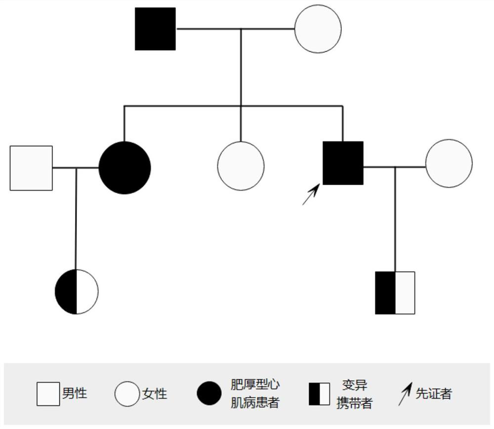 Mutated TTN gene and hypertrophic cardiomyopathy detection kit