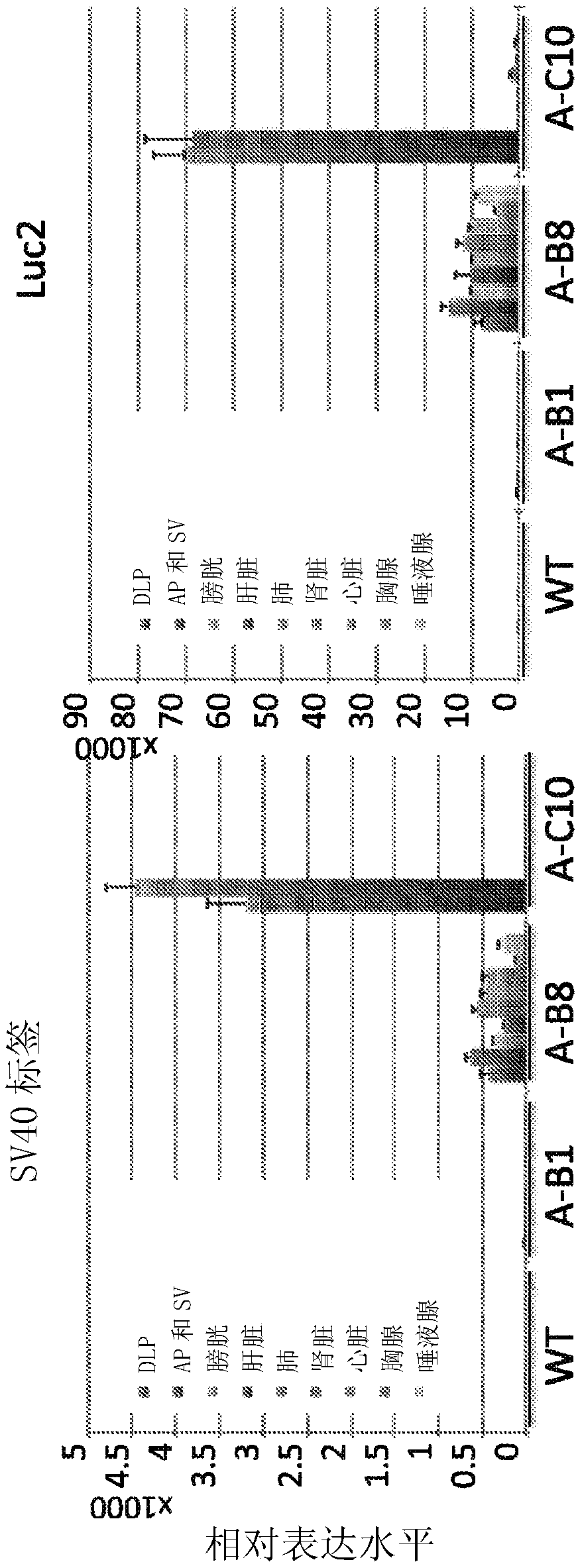 Rodent model of prostate cancer