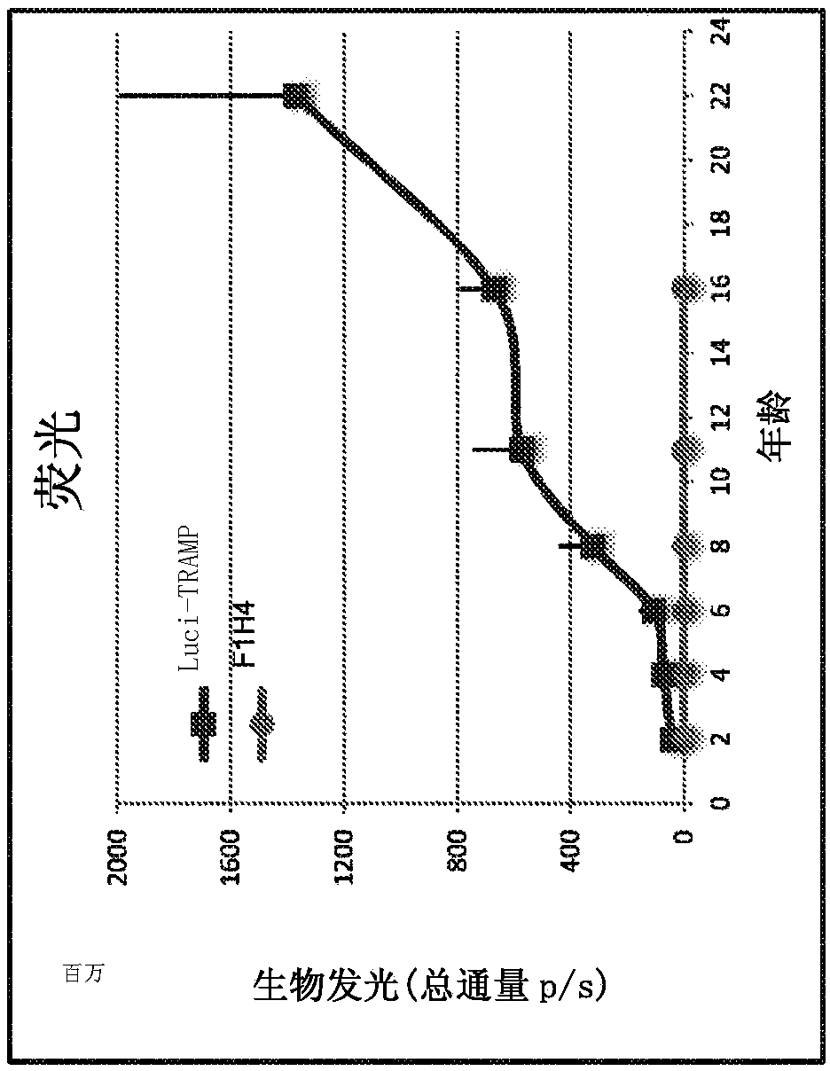 Rodent model of prostate cancer