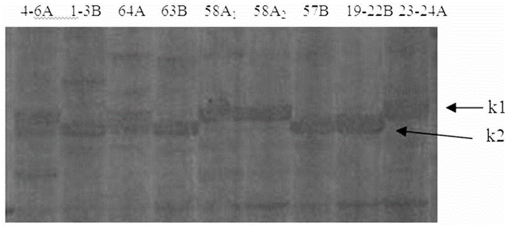 Molecular marker for identifying mitochondrion gene related to CMS (cytoplasmic male sterility) in green Chinese onion