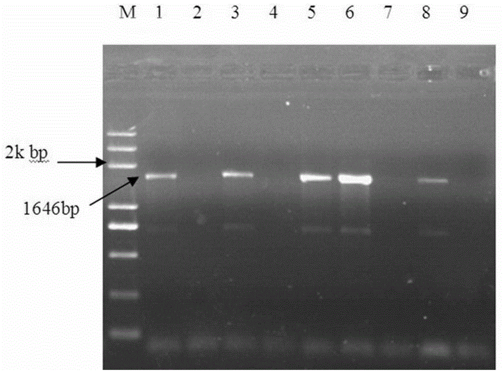 Molecular marker for identifying mitochondrion gene related to CMS (cytoplasmic male sterility) in green Chinese onion