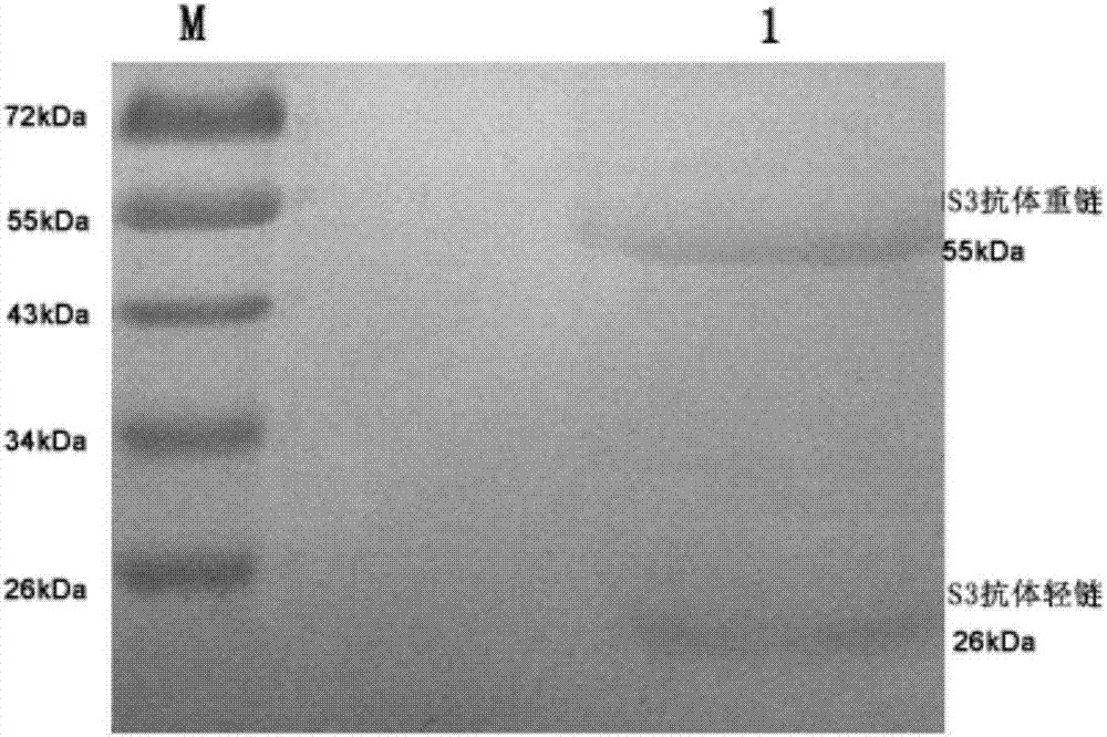 Antibody for resisting human CD79a extracellular terminal protein, coding gene and application