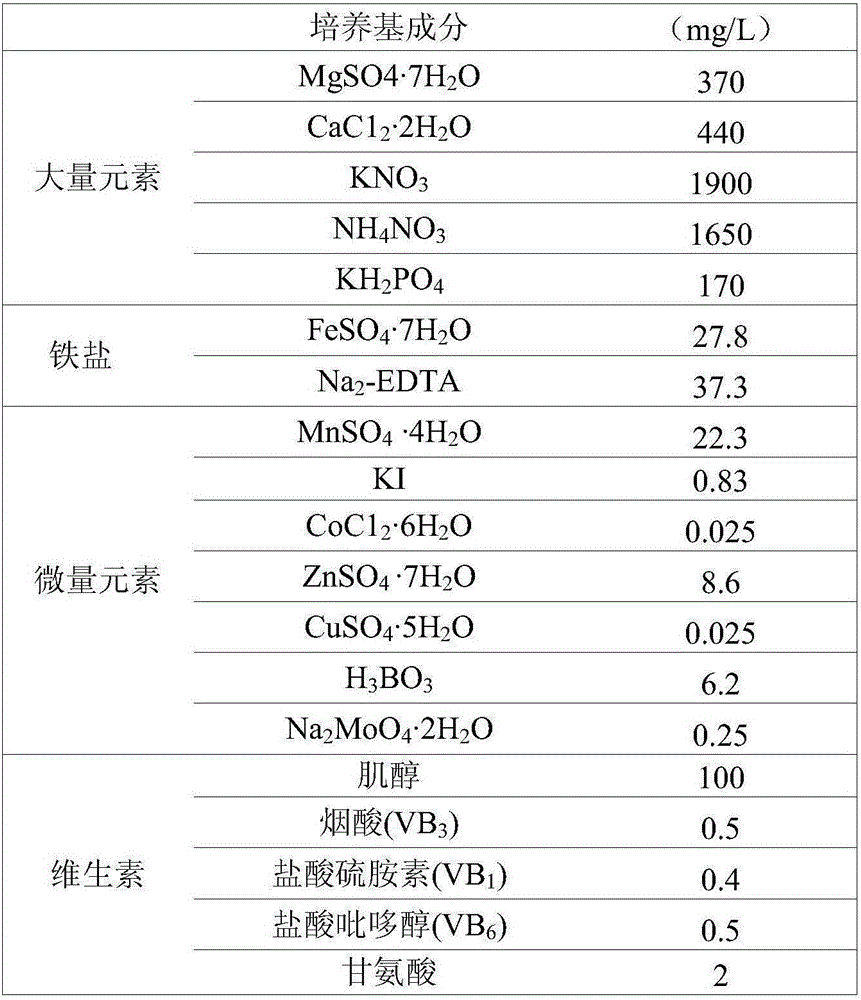 In-vitro rapid propagation method for haworthia cooperi v. truncata