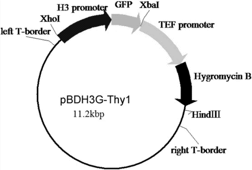 Plasmid vector, building method thereof and application