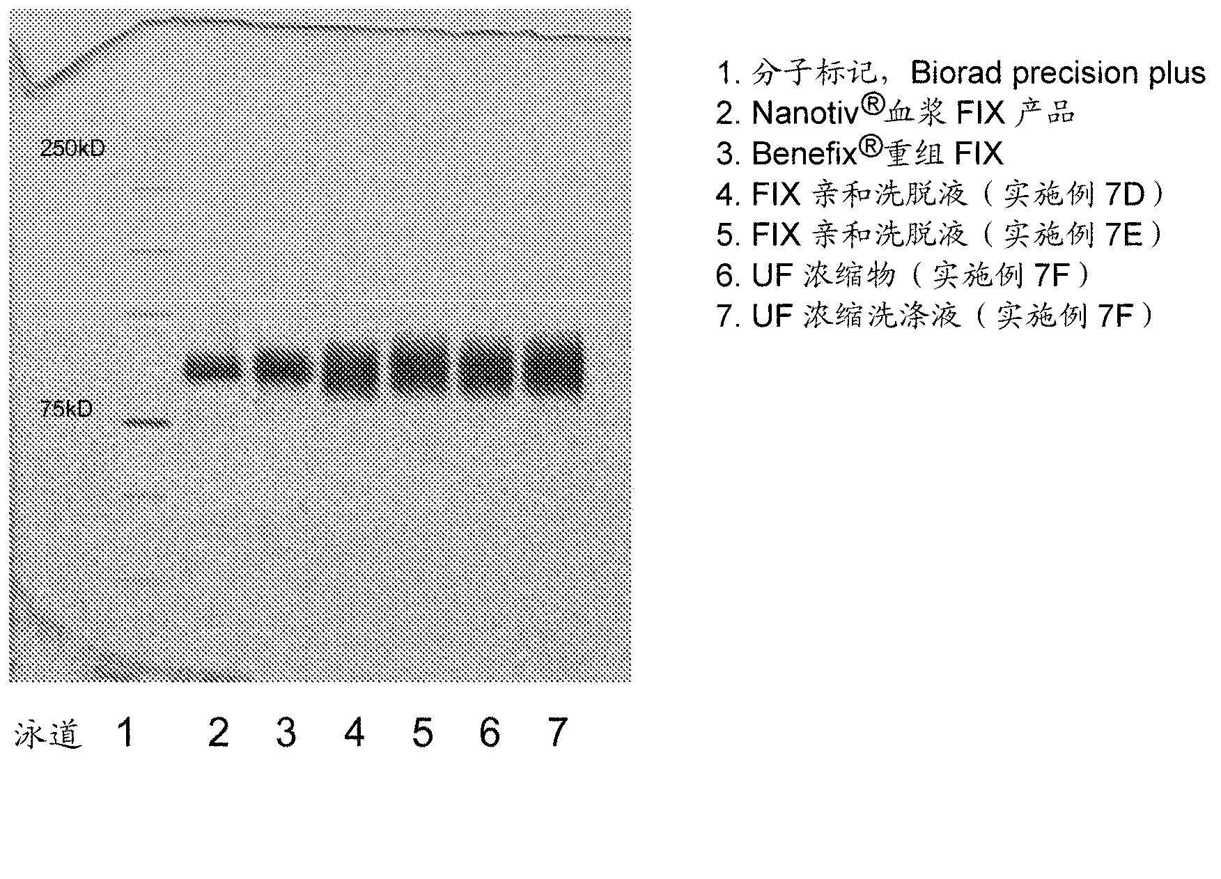 A process for purifying vitamin k dependent proteins such as coagulation factor IX