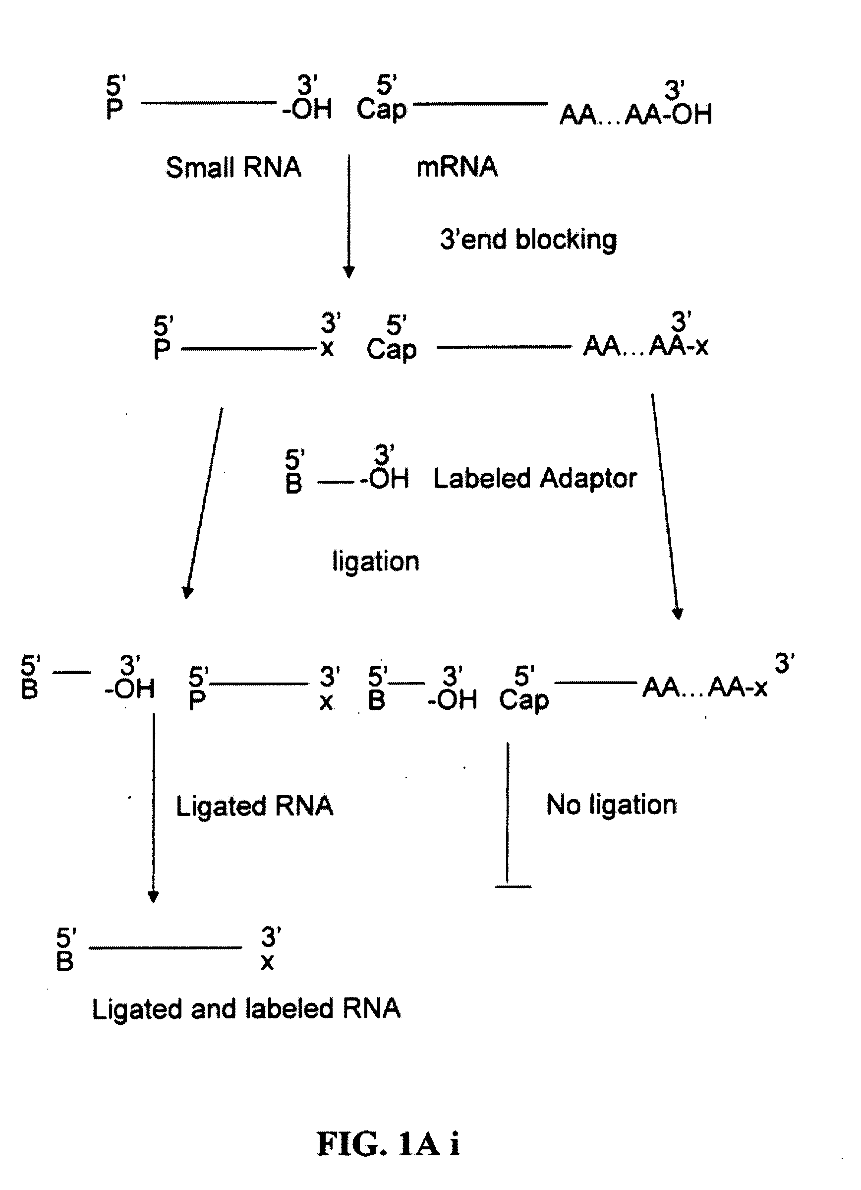 Method of labeling and profiling rnas