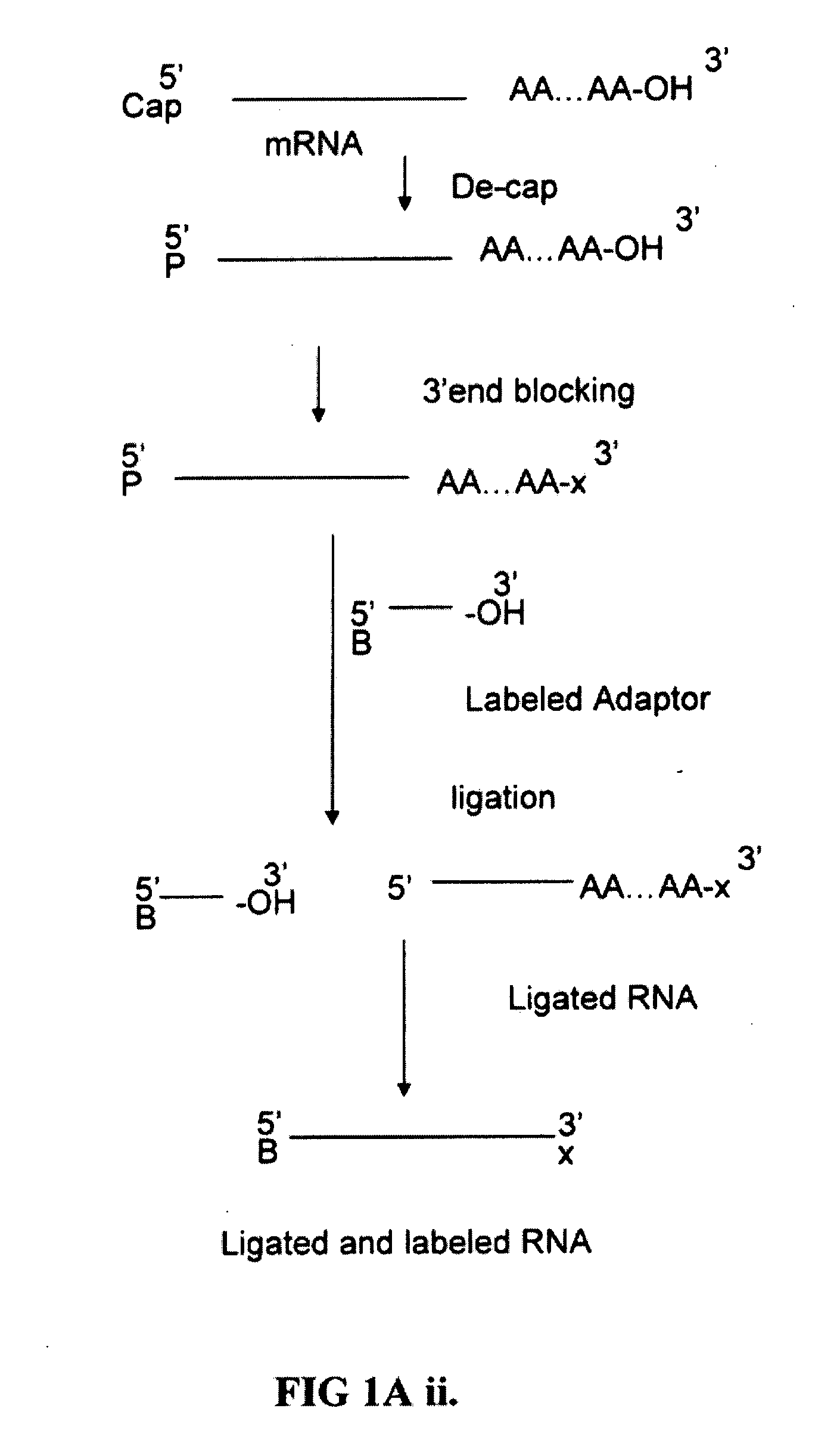 Method of labeling and profiling rnas