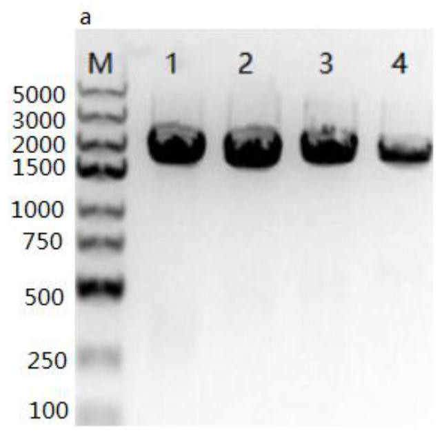 A recombinant vector for assisting hydrogen production, a recombinant strain and its construction method and application