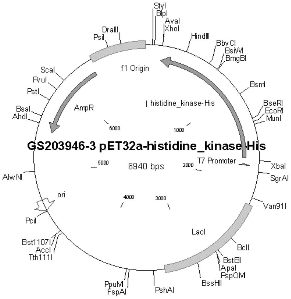 A recombinant vector for assisting hydrogen production, a recombinant strain and its construction method and application