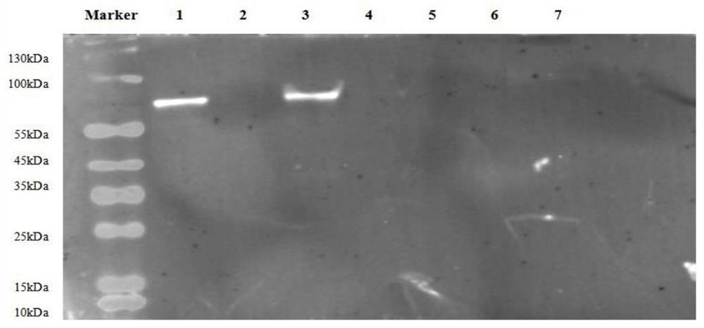 A recombinant vector for assisting hydrogen production, a recombinant strain and its construction method and application