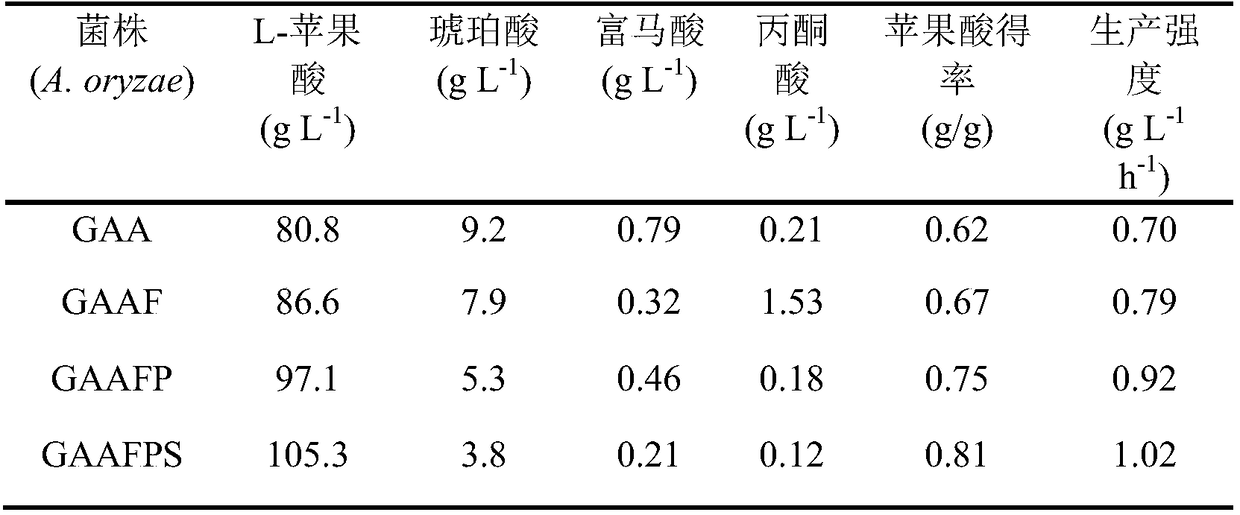 Aspergillus oryzae capable of reducing accumulation of by-product in synthesis process of malic acid and application of aspergillus oryzae